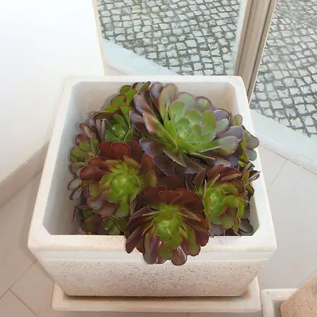 Privada Confortavel Com Piscina Em *